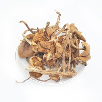 茶树菇