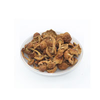 滑子菇